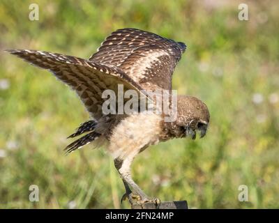 Eingrabende Eule landet auf Barsch in Cape Coral in Florida USA Stockfoto