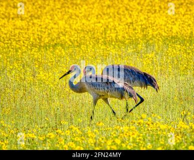 Sandhill Kraniche in der Coreopsis oder Tickseed Wildblumen in der Big Flats Bereich des Myakka River State Park in der Stadt Florida USA Stockfoto