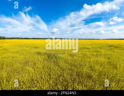 Coreopsis oder Tickseed Wildblumen im Big Flats Bereich von Myakka River State Park in der US-amerikanischen Stadt Stockfoto