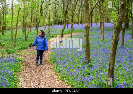 Eine Frau geht auf einem Fußweg durch einen Wald mit bluebelltem Waldboden in der Nähe von Walstead in West Sussex, England. Stockfoto