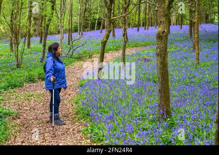 Eine Frau geht auf einem Fußweg durch einen Wald mit bluebelltem Waldboden in der Nähe von Walstead in West Sussex, England. Stockfoto