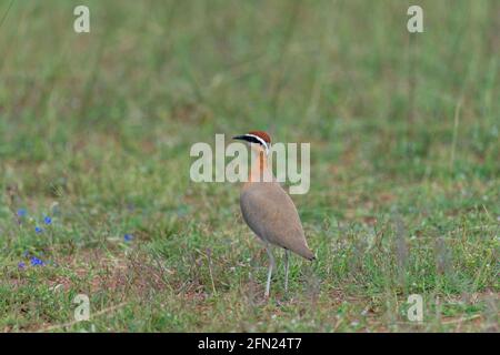 Ein indischer Courser auf grünem Rasen Stockfoto