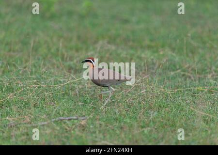 Ein indischer Courser auf grünem Rasen Stockfoto