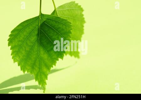 Zwei frische, grüne Birkenblätter auf einem Tisch mit lebendiger Limette Mit Schatten Stockfoto