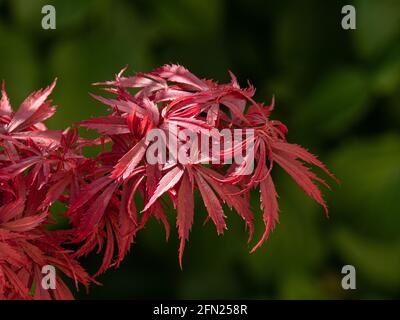 Das leuchtend rote Frühfrühling des japanischen Ahorns Acer palmatum Jerre Schwartz Stockfoto