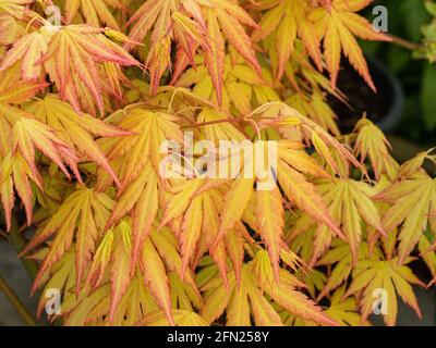 Die leuchtend orange gelben neuen Frühlingsblätter von Acer palmatum Orange Dream Stockfoto