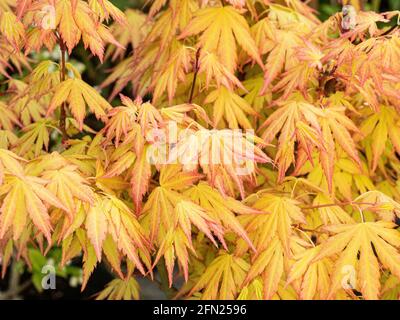 Die leuchtend orange gelben neuen Frühlingsblätter von Acer palmatum Orange Dream Stockfoto