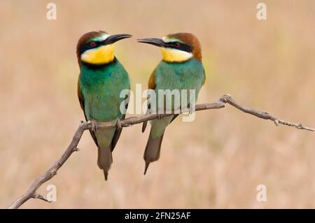 Europäischer Bienenfresser (Merops apiaster). Spanien. Stockfoto