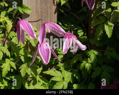 Die nickenden rosa und weißen Blüten von Clematis alpina 'Jacqueline Du Pre Stockfoto