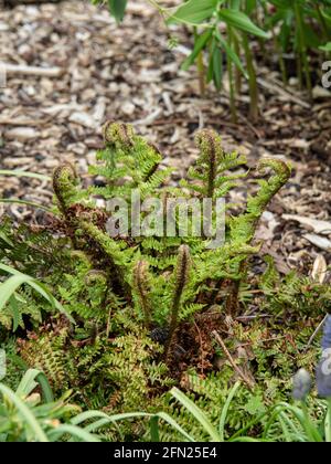 Die entrollenden neuen Wedel von Dryopteris affinis Crispagrowing in A Rahmen Stockfoto