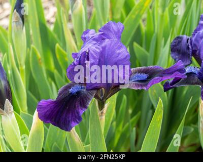 Eine Nahaufnahme einer einzelnen Blüte des Kobaltblüten Blauer Zwerg Iris Brannigan Stockfoto