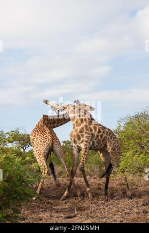 Zwei Erwachsene männliche Giraffen, die im Kruger National Park, Südafrika, um die Vorherrschaft kämpfen Stockfoto