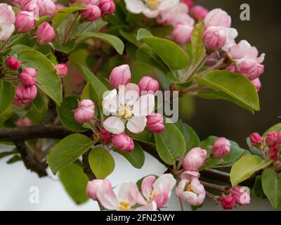 Eine Nahaufnahme der rosa hinterleuchbenen weißen Blüten von Die Krabbe Apfel Malus Red Sentinel Stockfoto