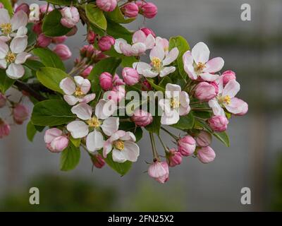Eine Nahaufnahme der rosa hinterleuchbenen weißen Blüten von Die Krabbe Apfel Malus Red Sentinel Stockfoto