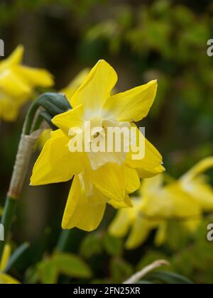 Eine Nahaufnahme einer Blume aus mehrköpfigen gelben und White Narcissus Pipit Stockfoto