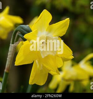 Eine Nahaufnahme einer Blume aus mehrköpfigen gelben und White Narcissus Pipit Stockfoto