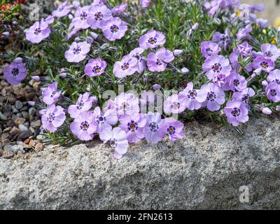 Die alpine Phlox Phlox douglasii Boothman-Sorte blüht auf der dge eines Waschbeckengartens Stockfoto