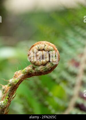 Eine Nahaufnahme einer einzelnen Entrollung der Farn Polystichum setiferum Actilobum Stockfoto