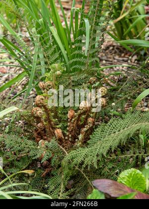 Eine reife Pflanze von Polystichum setiferum Actilobum Gruppe in der Anfang des Frühlings mit den neuen aufrollenden Wedeln Stockfoto