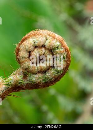 Eine Nahaufnahme einer einzelnen Entrollung der Farn Polystichum setiferum Actilobum Stockfoto