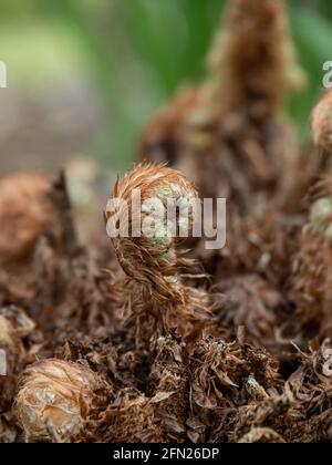 Eine Nahaufnahme der sich entrollenden Wedel des Farns Polystichum setiferum Plumosomultilobum Stockfoto