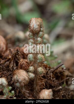 Eine Nahaufnahme der sich entrollenden Wedel des Farns Polystichum setiferum Plumosomultilobum Stockfoto