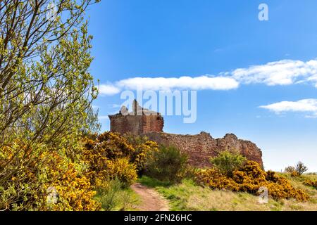 LUNAN BAY ANGUS SCHOTTLAND DAS ROTE SCHLOSS MIT GELBEM GORSE BLÜHT IM FRÜHLING Stockfoto