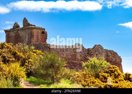 LUNAN BAY ANGUS SCHOTTLAND DIE VERWITTERTEN STEINE DER ROTEN BURG MIT GELBEN GINSTERBLÜTEN IM FRÜHLING Stockfoto