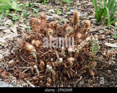 Eine Nahaufnahme der sich entrollenden Wedel des Farns Polystichum setiferum Plumosomultilobum Stockfoto