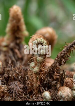 Eine Nahaufnahme der sich entrollenden Wedel des Farns Polystichum setiferum Plumosomultilobum Stockfoto