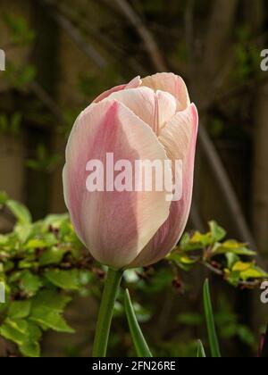 Eine Nahaufnahme einer einzelnen lachsrosa Blume von Der Tulpenlachs Van Eijk Stockfoto