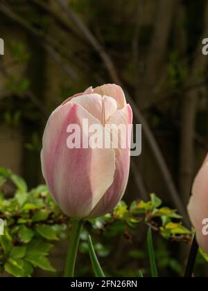 Eine Nahaufnahme einer einzelnen lachsrosa Blume von Der Tulpenlachs Van Eijk Stockfoto