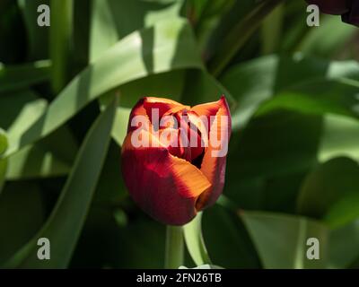 Eine Nahaufnahme einer einzelnen Burgunder- und Kupferblume Von Tulip Slawa Stockfoto