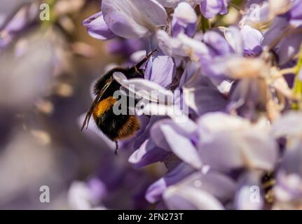 Hummel sammelt Nektar auf Glyzinien, Hummel sammelt Nektar auf lila Wistarie Stockfoto