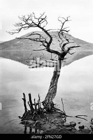 Ein toter Baum am Ufer des Lac du Salagou in Herault. Im Hintergrund spiegelt sich ein Hügel im See und wirkt wie ein Lippenpaar. 1989 - Chri Stockfoto
