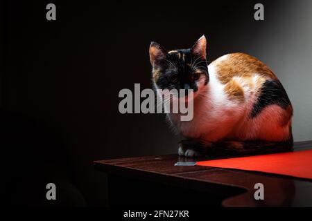 Tricolor Hauskatze sitzt auf einem Tisch im Dunkeln. Stockfoto