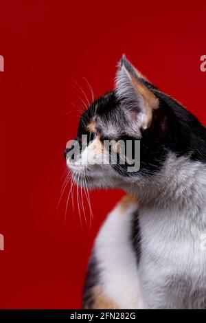 Hausgemachte Tricolor Katze auf rotem Hintergrund Stockfoto