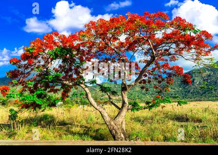 Exotische Natur der tropischen Insel Mauritius. Rote Blumen blühender Baum Flamboyant - Flammenbaum Stockfoto