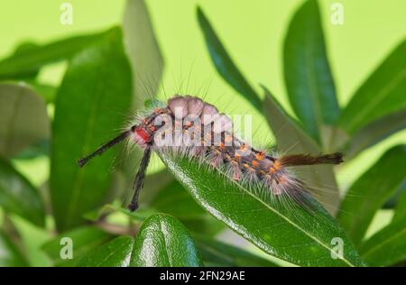 Live Oak Tussock Raupe (Orgyia detrita) auf einem Blatt, Seitenansicht mit grünem Hintergrund und Kopierraum. Die Art ist in Nordamerika zu finden. Stockfoto