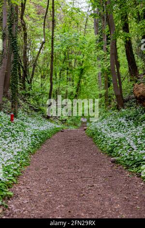 Wilder Bärenlauch (lateinisch: Allium ursinum) wächst in den Wäldern in den sanften Hügeln von Süd-Limburg. Dieses Kraut verbreitet ein spezifisches Aroma im Wald Stockfoto