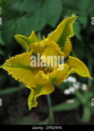 Nahaufnahme der Viridiflora-Tulpe „Green Mile“ mit ihrem markanten grünen Blitz auf leuchtend gelben Blütenblättern mit Fransen. Stockfoto