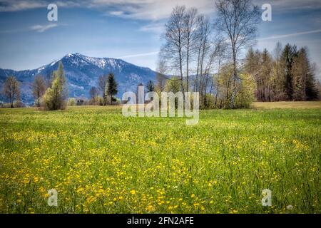 DE - BAYERN: Frühling im Loisach Moor bei Bichl (HDR-Fotografie) Stockfoto