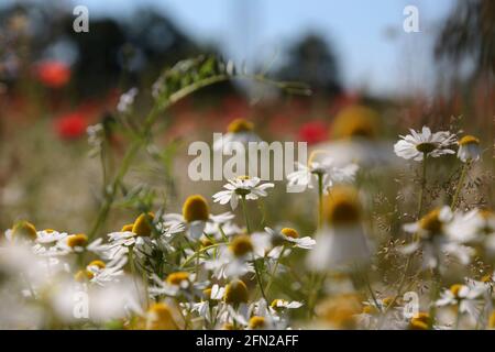 Feld mit weißen blühenden Kamillen Stockfoto
