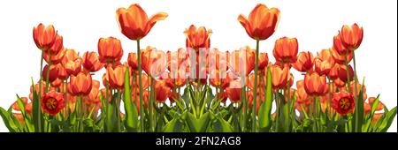 Banner aus roten Tulpen isoliert auf weißem Hintergrund. Blumenrand. Rote Tulpe mit Blütenblättern, die in der Sonne leuchten. Stockfoto