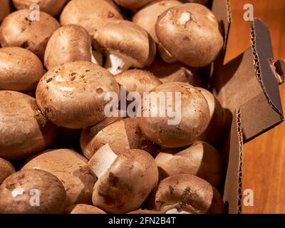 Ganze, rohe Crimini-Pilze, die in Chester County, Pennsylvania, USA, angebaut werden. Agaricus bisporus Stockfoto