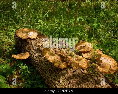 Dryad Saddle alias phasant's back mushrooms ( Cerioporus squamosus, Polyporus squamosus) wächst auf einem toten Baumstamm, Lancaster County, Pennsylvania, USA Stockfoto