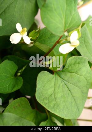 Houttuynia cordata Blätter. Gemüse und Kräuter Stockfoto