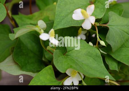 Houttuynia cordata Blätter. Gemüse und Kräuter Stockfoto