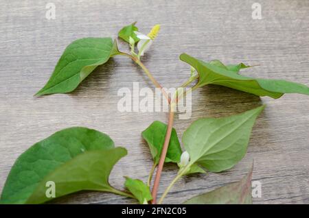 Houttuynia cordata Thunb. Flavone, Saururaceae Stockfoto