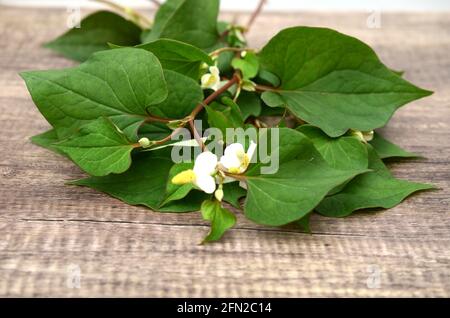 Houttuynia cordata Thunb. Flavone, Saururaceae Stockfoto